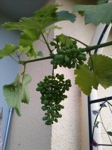 GrowingGrapes